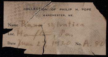 Media type: image;   Herpetology A-152314